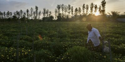 AI applications across the supply chain in the traditionally manual agriculture sector may pave the way for a better life for farmers. (Photo by Manjunath Kiran / AFP)