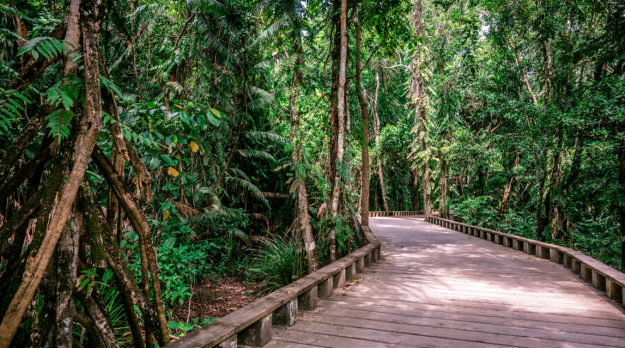 The Palawan rainforest is home to a rich array of biodiversity that's in danger of extinction.