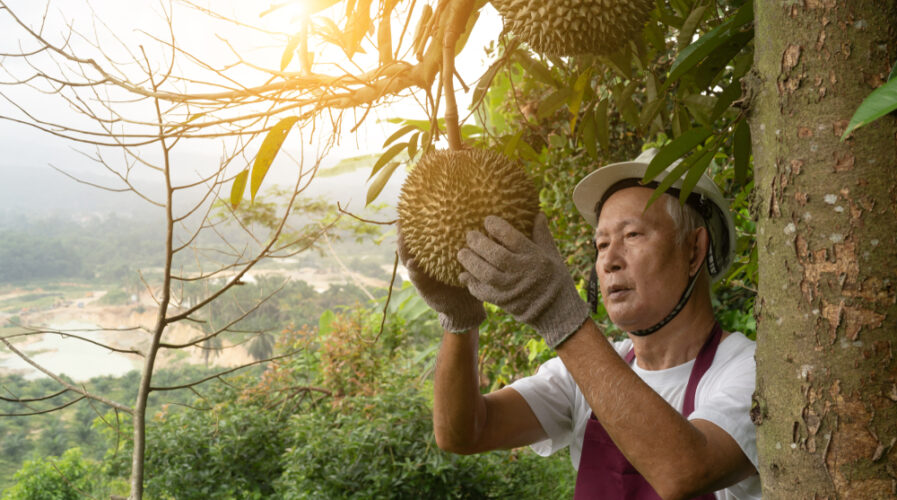 Durian, the King of Fruits, is a prized ASEAN export into greater Asia markets such as China's, and is expected to be facilitated by the RCEP (IMG/Wong Yu Liang / Shutterstock)